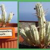Euphorbia mammillaria varieg